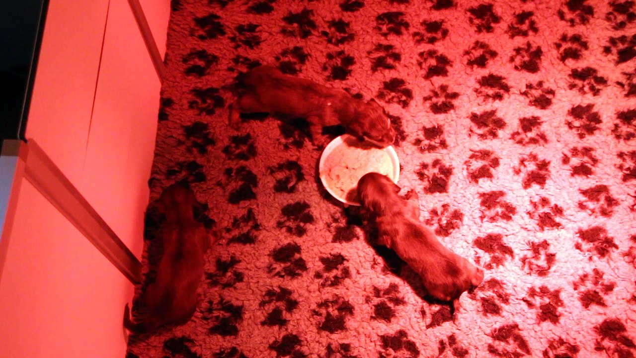 1er repas bouillie chiots Girly et iako le 16 août 2016