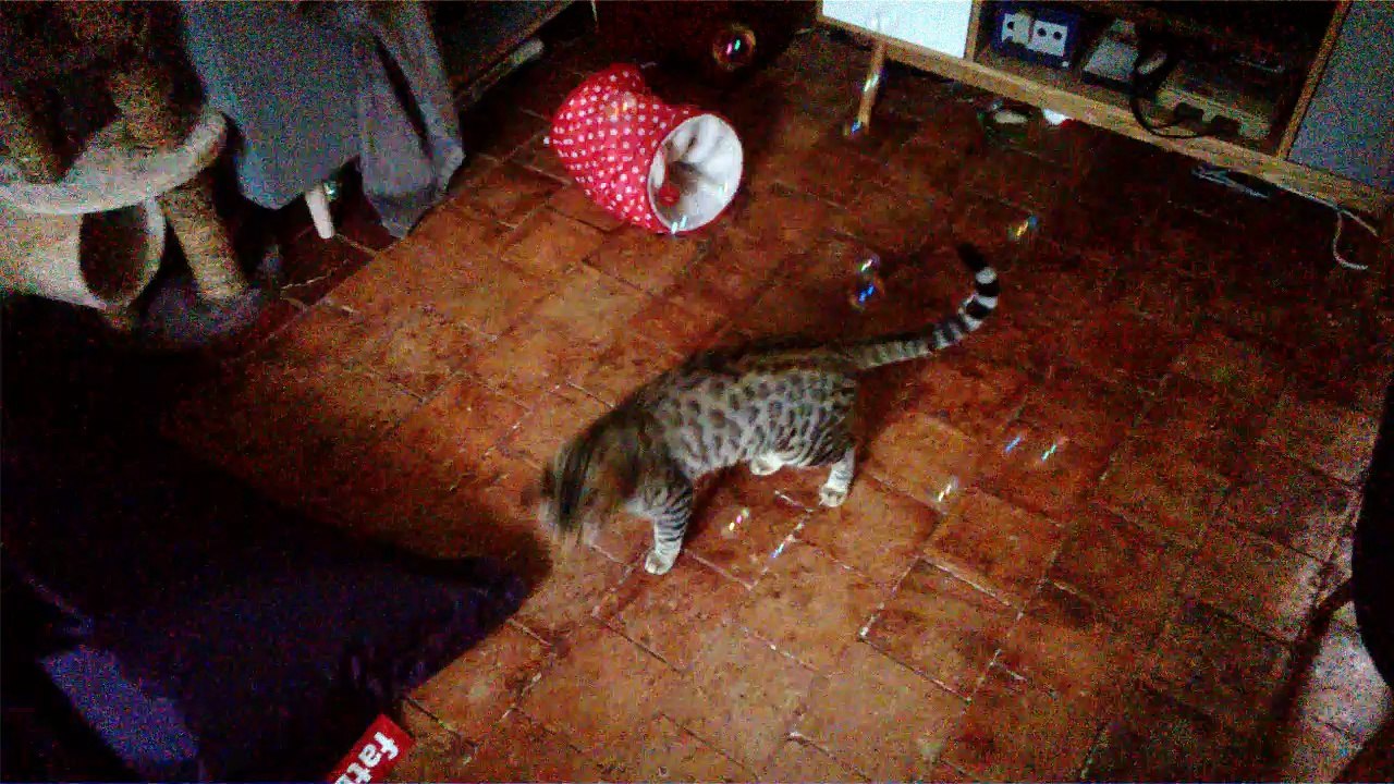 chat bulles