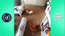 Funny Cats Compilation 2016  - Best Funny Cat Videos Ever -- Funny Vines - Downloaded from youpak.com