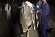 Rahman Cattle Farm Qurbani Animals 2016