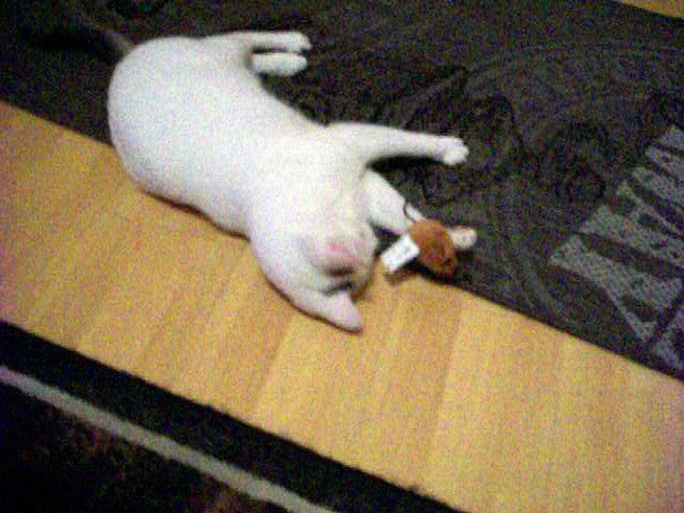 Harvey und Vinzent am 17.08.2016 Spielen mit Fake-Maus