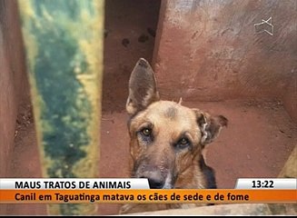 MAUS TRATOS DE ANIMAIS