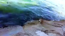 hungry cat attack at fish in sea