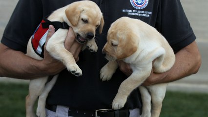 The TSA Wants You to Adopt Dogs That Flunked Out of Training