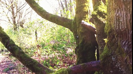 Montana Property For Sale - No Traffic Jams - 480-212-6324