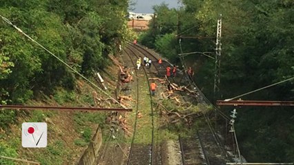 Dozens Injured in France After Train Collides With Tree