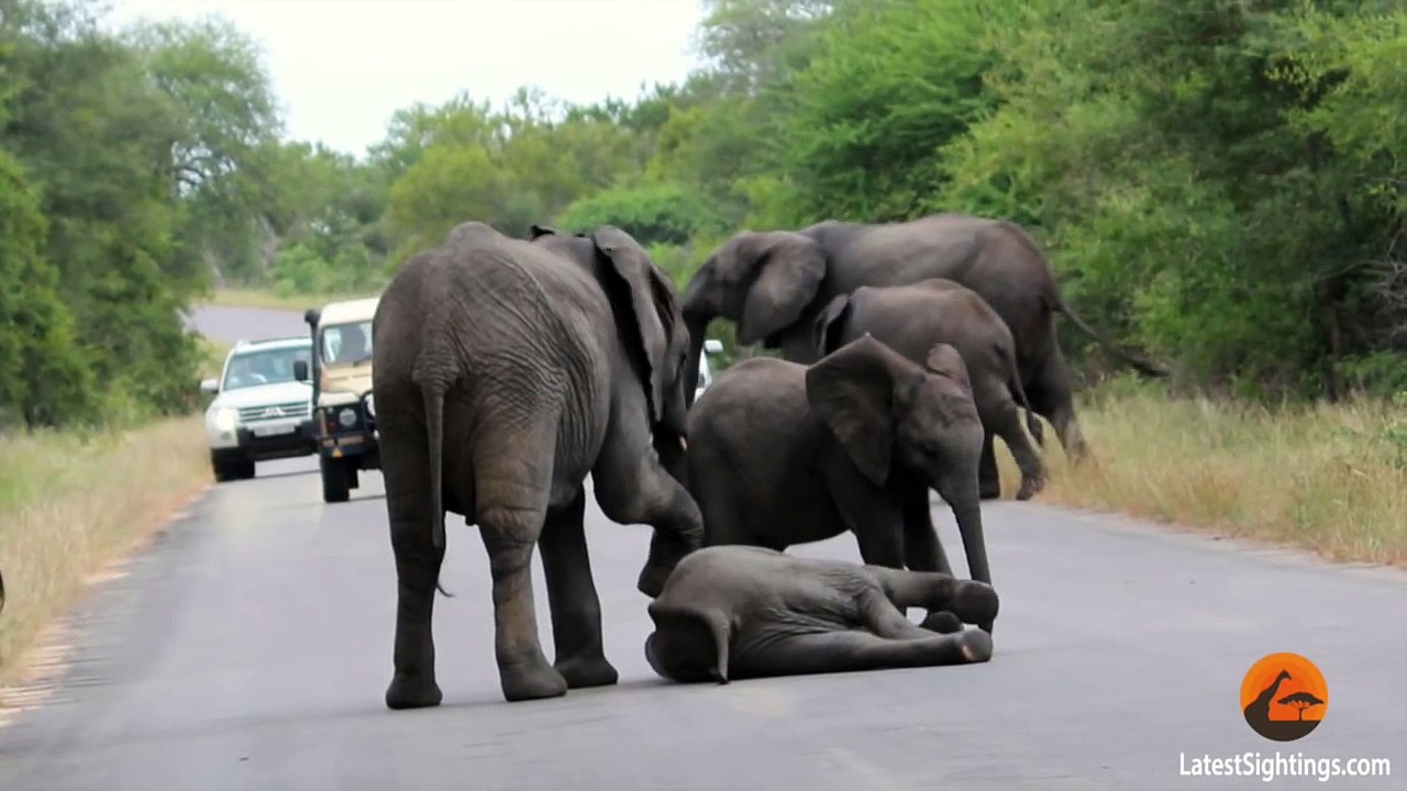 Un éléphant s'effondre au beau milieu de la route, les touristes assistent ensuite à un moment indescriptible!