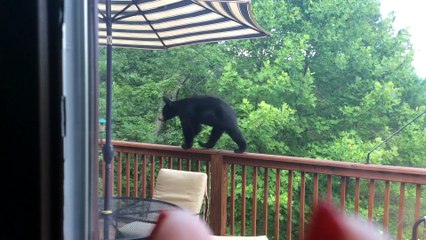 Bear Cub Discovers the Bird-feeders