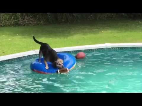 Clever Dog Uses Raft to Retrieve Ball