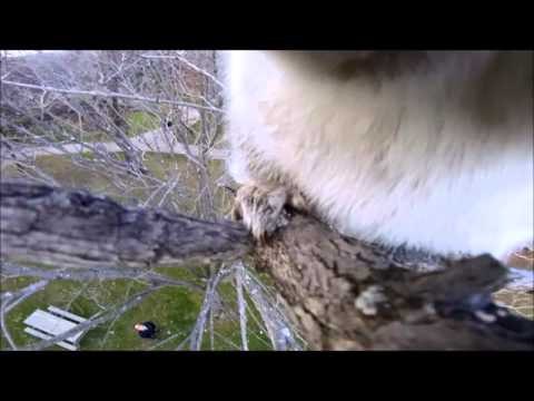 Squirrel Steals GoPro and Records an Adventure