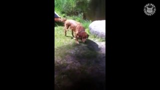 Goofy Dogs Video Compilation 2016[via torchbrowser.com]