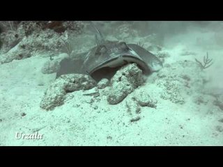 Diver Spots Stingay on the Hunt for Food