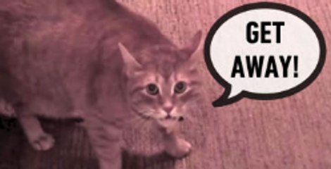 "Back Off!" This Housecat Makes Death Stare And Meows Aggressively To Keep A Visitor Off