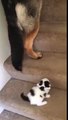 Dog Carries Kitten