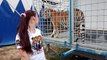 Alexandra Dumas Loyal, dresseuse de tigres à 17 ans