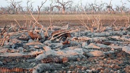 Paraguay: cimetière de caïmans dans un lit asséché