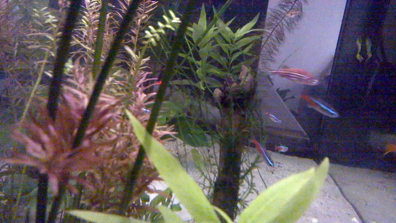 My 80 cm planted aquarim-2