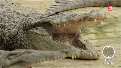 Une ferme aux crocodiles