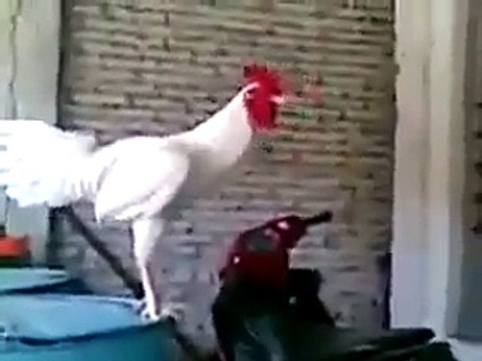 بالفيديو.. ديك يضحك كالانسان فى اندونسيا