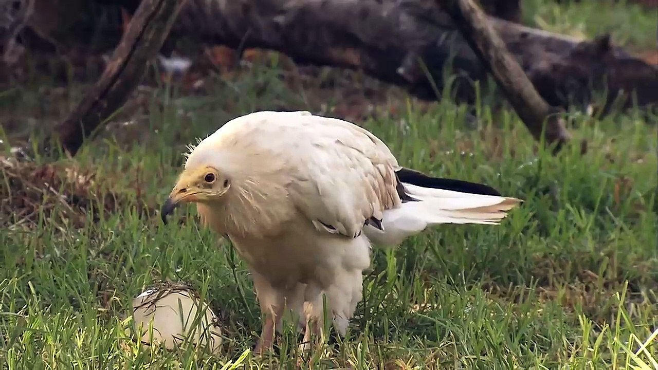 Un vautour très intelligent