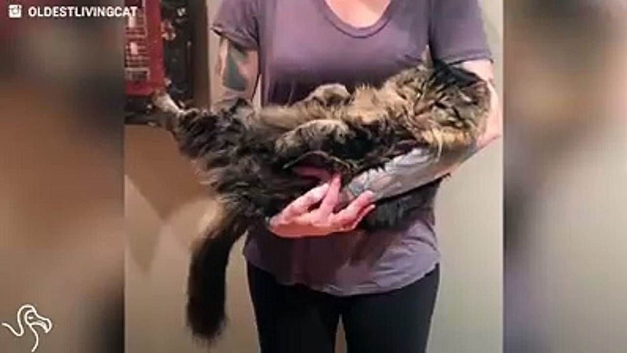 Corduroy, con i suoi 26 anni, è il gatto più vecchio al mondo