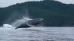 Des baleines à bosse paradent devant des touristes