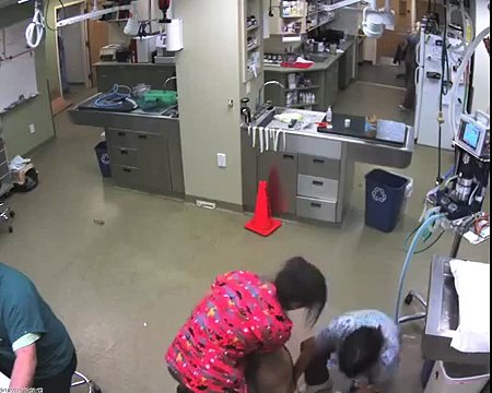 Des vétérinaires essayent de soigner un gros chien !