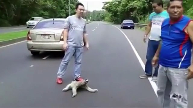 Des automobilistes se mobilisent pour aider un paresseux bloqué sur la route