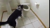 Il cane abituato a fare i suoi bisogni nel WC