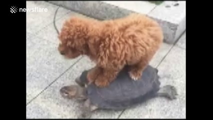 Tortoise walks with dog on its back