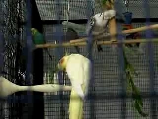 Les perruches et le saule