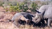 Animal Attacks. Brutal Rhino Fight next to the road cause Hippo to flee from water.