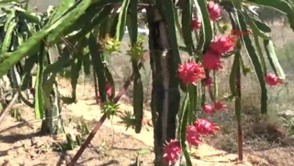 Gaziantep Tanesi 14 Lira Olan Ejder Meyvesi Üretiyorlar