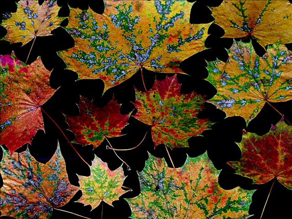 Robert Schumann: Waldszenen Op. 82