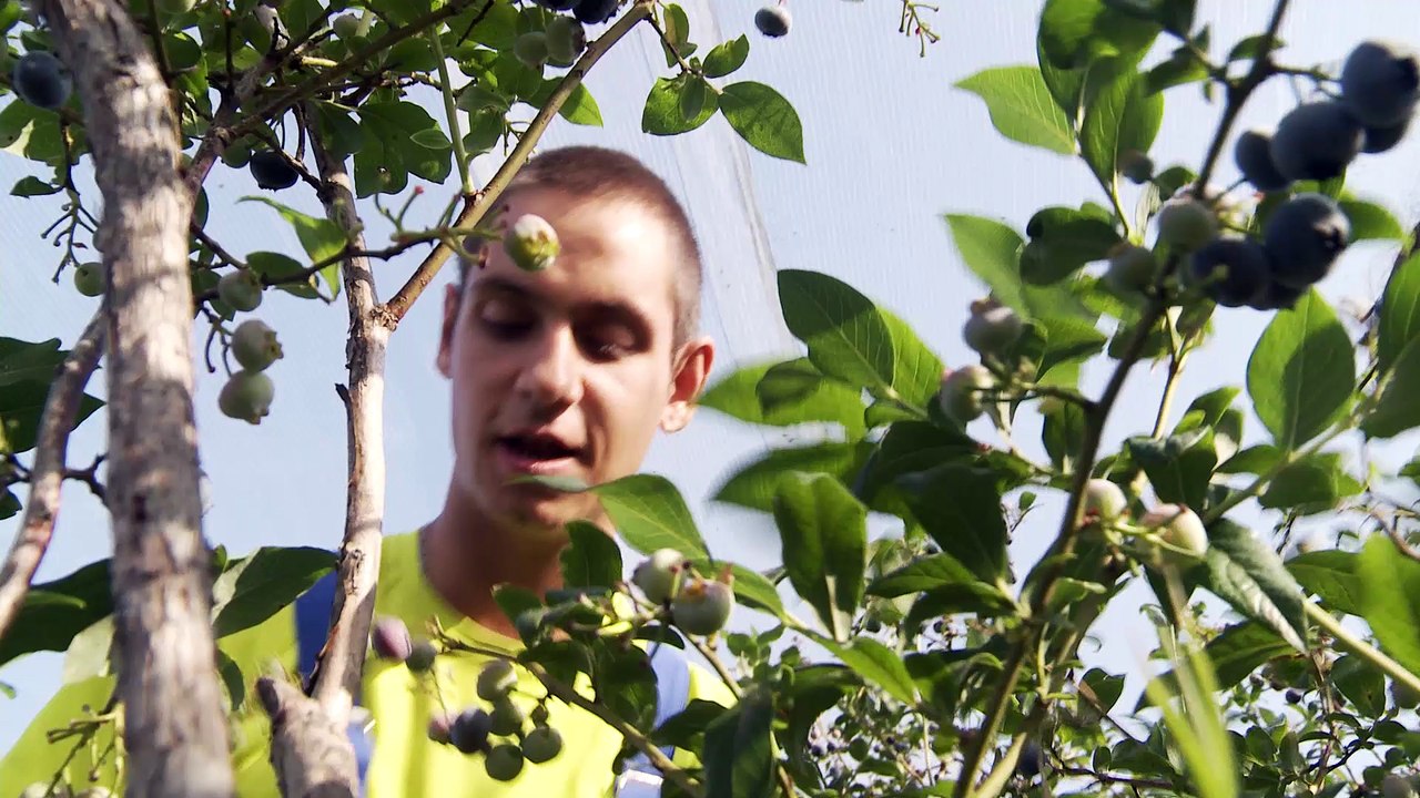 Les bluets du Val d'Ajol