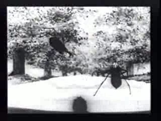 Winsor McCay - Bug Vaudeville (1921 Inventor of Animation)