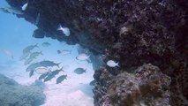 2016-8-15th Racha Yai Diving