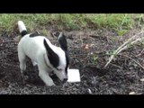 Puppy Is Caught Stealing Keys and Trying to Bury the Evidence