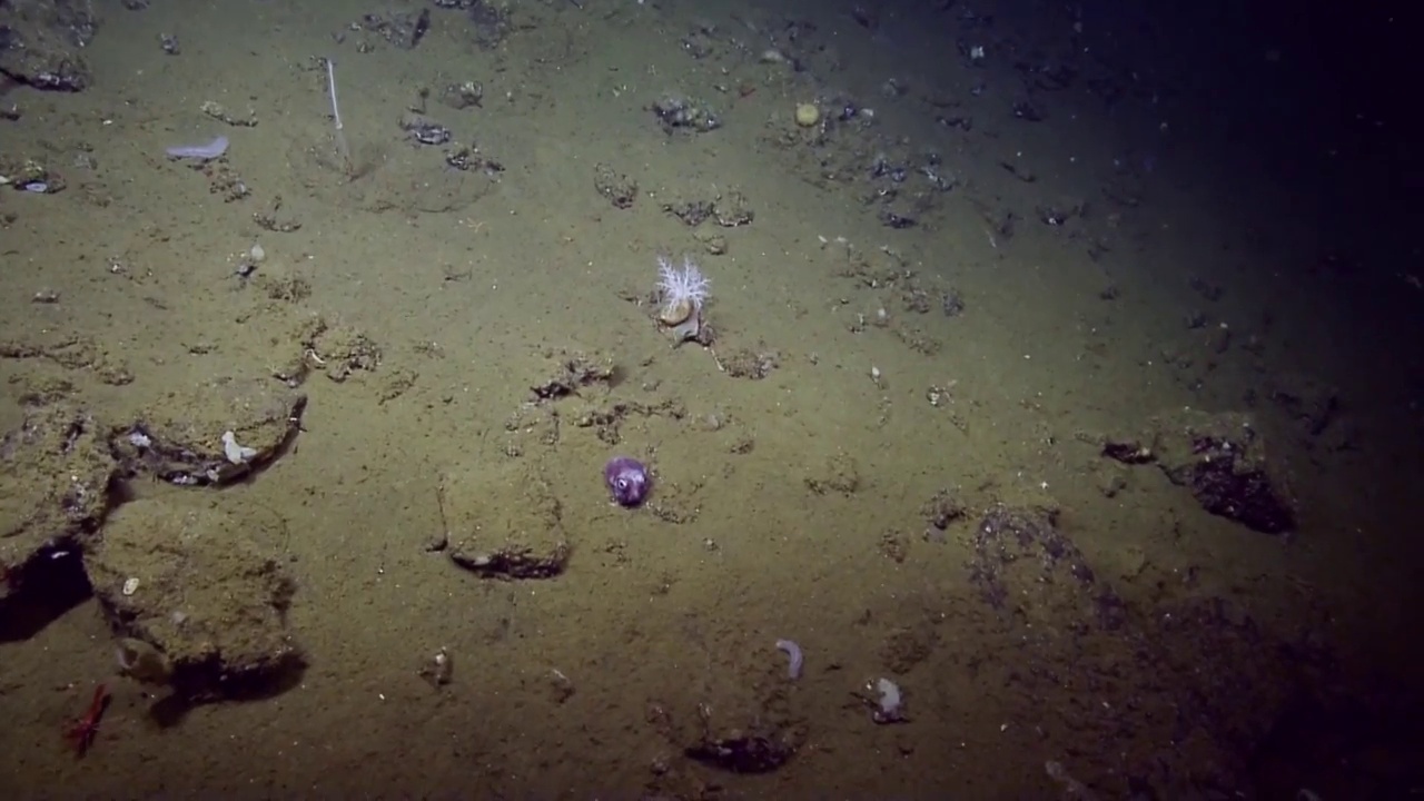 Découvrez cet adorable stubby squid, un étrange céphalopode