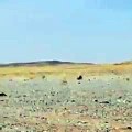 Questo video testimonia quanto è caldo il deserto in Arabia Saudita - Video Dailymotion