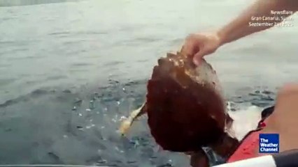 Uomo in mare nota qualcosa di strano. Non immaginerete mai di cosa si tratta - Video Dailymotion