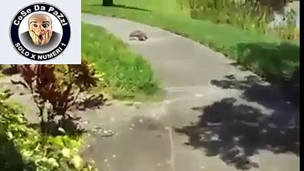 quando dicono che la tartaruga è lenta