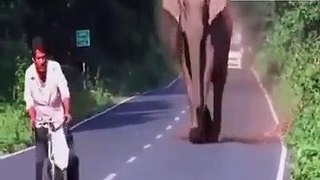 un elefante fa strada per far attraversare la sua famiglia