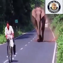 un elefante fa strada per far attraversare la sua famiglia