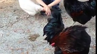 una gallina si fa abbracciare da un bambino
