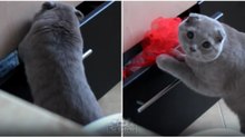 Gato é visto a fazer o que não devia pelo dono e tem reação hilariante