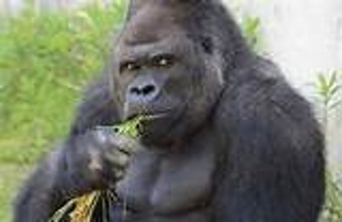 Gorilla King Kong inside the city before them, and smashed the car