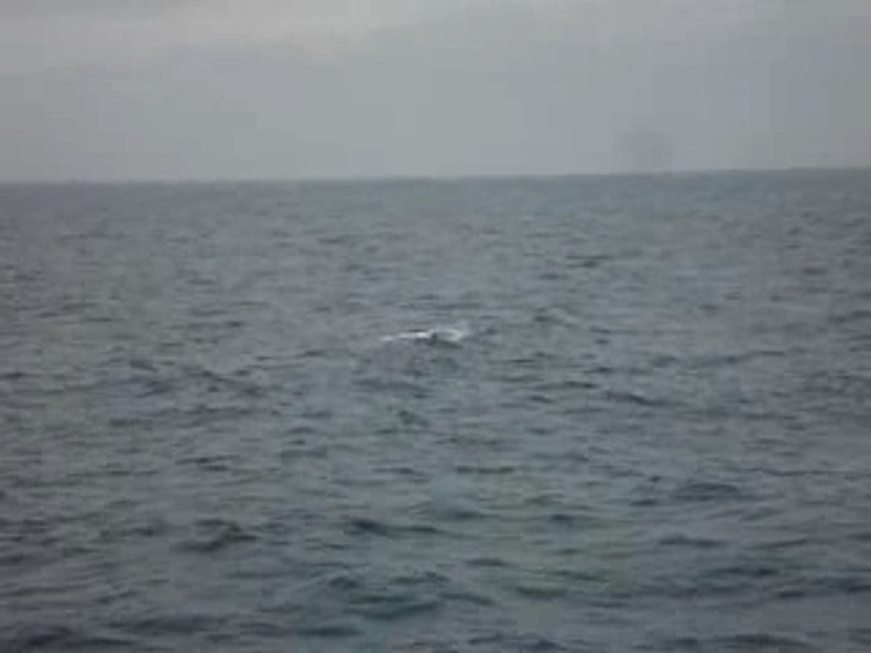 Les baleines a Kaikoura