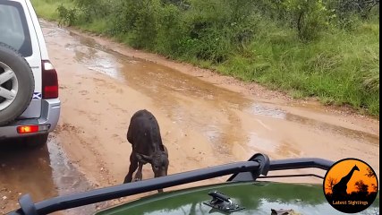 Buffalo Chases A Hunting Lion From Her Newborn Calf