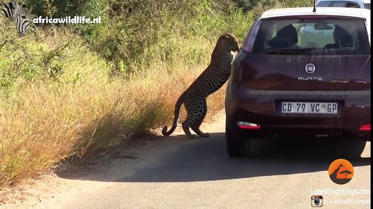 Cute, Funny and Heart-Warming Wild Animals  Compilation Video (1)